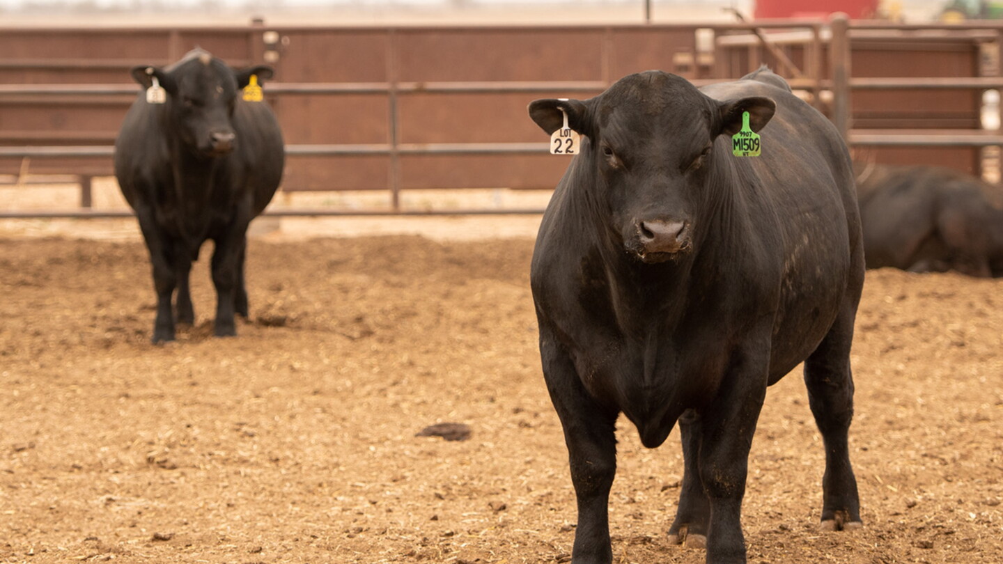 Angus Stock Ranch Gardiner Angus Ranch 44th Spring Sale Results - Drovers