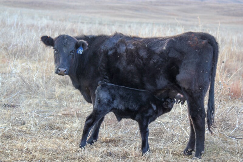 Cow-calf.Walz_.jpg