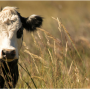Black baldy on pasture in Oklahoma.
