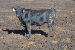 BT_Feedlot_Heifer_Mud