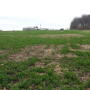 Winterkill and wet weather have made it difficult to harvest high quality forages this spring.