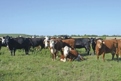 Cull cows represent about 20% of the gross income in commercial cow calf operations.