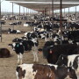 DT_Feedlot_Dairy_Calves