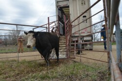BT_Unloading_Stocker_Cattle
