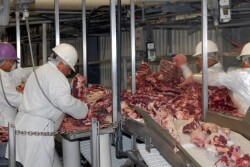 New research by Iowa State University helps understand the role multi-plant coordination plays in the fed cattle market.