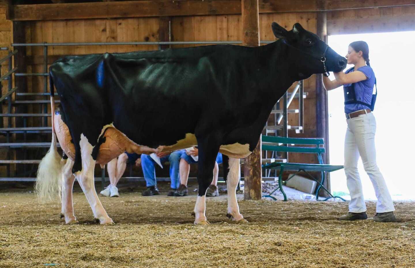 Dairy%20cow%20showman_0.jpg