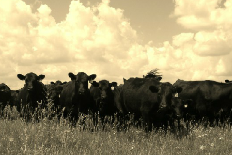 Kopriva_Angus