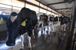 Cows exiting a parlor. 