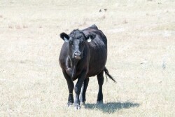 Cow in drought pasture - Troy Walz