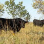 Bulls