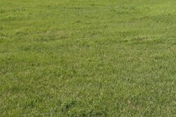 Hay_Meadow