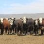 Baldie steers