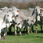 Brahman_Cattle