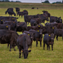 Angus herd at Thompson Research Farm, University of Missouri.