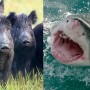 HOGZILLA VS JAWS