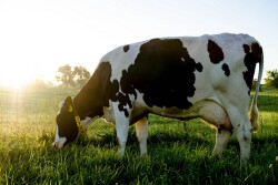 DT_Missouri_Grazing_Dairy_Cow