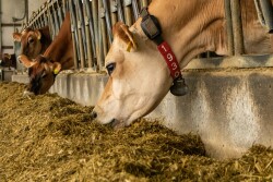 Jersey Cow Feedbunk TMR