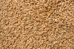 wheat seeds