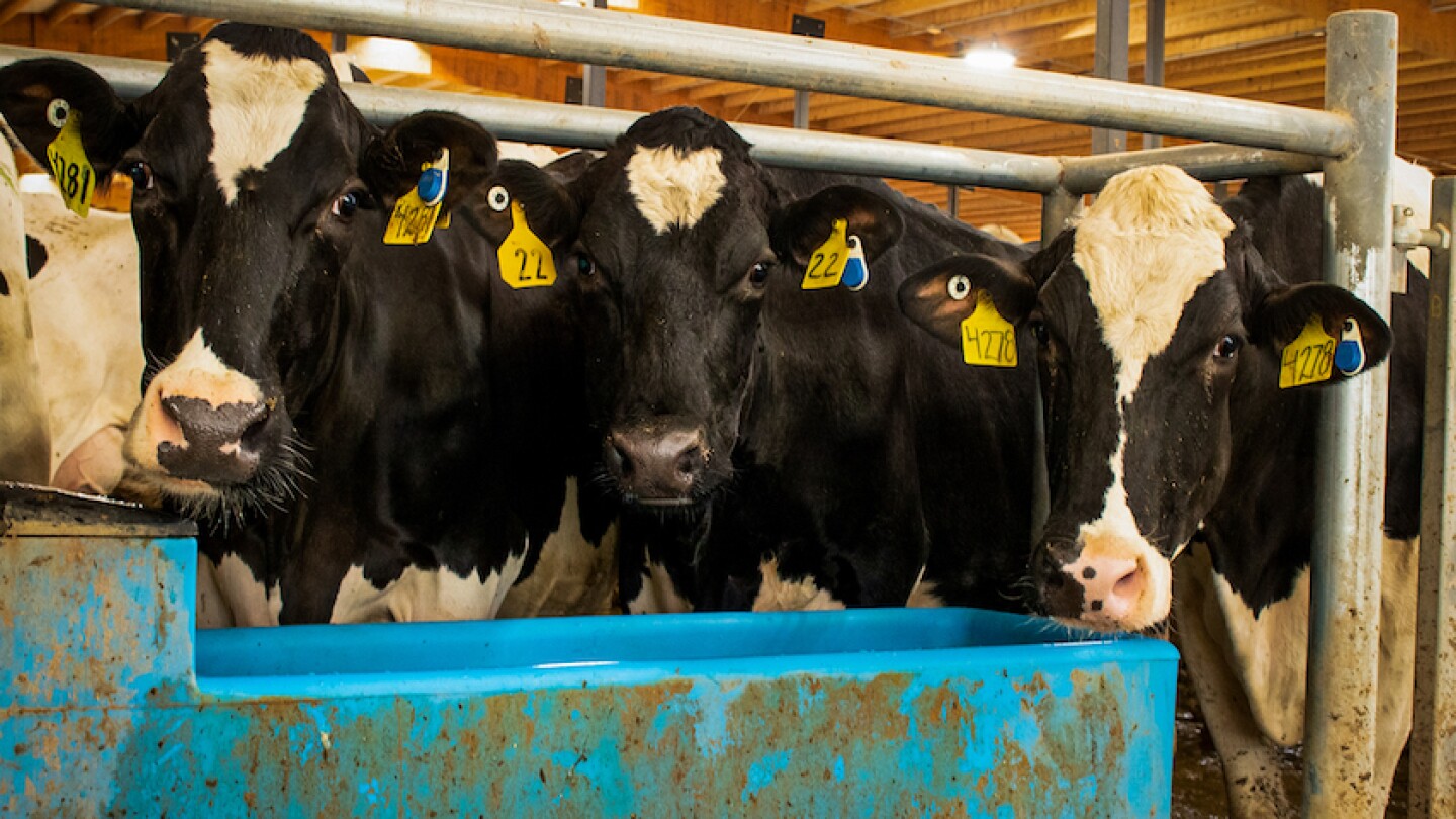 Fewer Cows are Being Culled, Here's the Main Reason Why - Dairy Herd