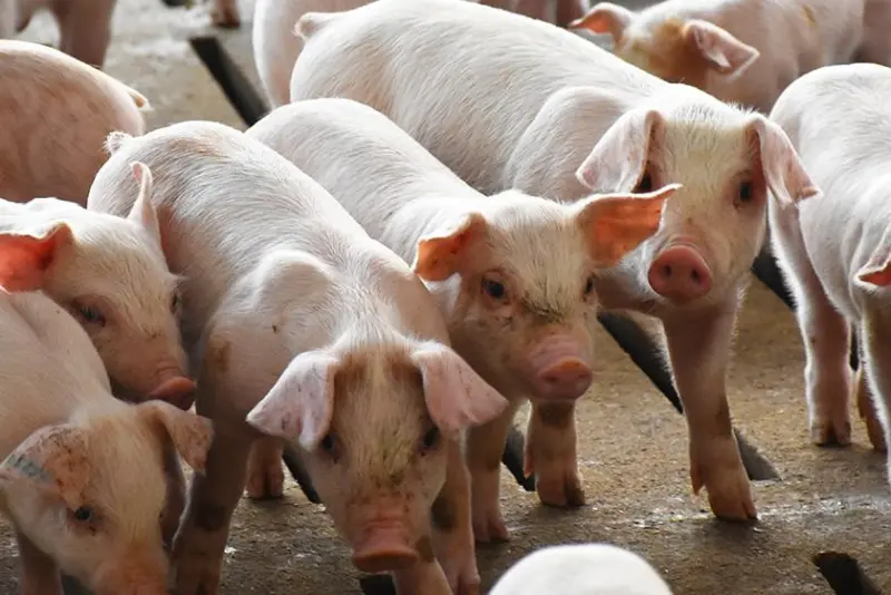 Cash Feeder Pig Prices Average Were $52.05, Down $1.90 From a Week Ago