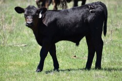 Calf