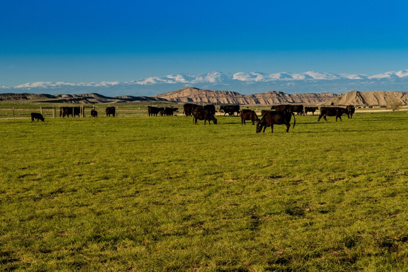Saddle Horn Ranch