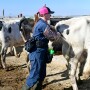 Barb Peterson Sunrise Veterinary Services by Dylan Voyles - preg checking dairy cows
