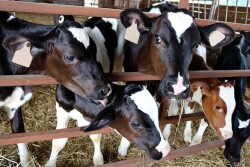 Dairy calves