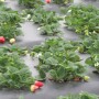 Naturipe-strawberry-field.jpg