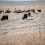WindrowGrazing-Walz-TMW_7388.jpg