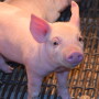 Piglet