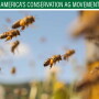 Bees