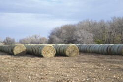 bale_rows-credit-John-Holman.jpg