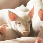 Feeder pigs
