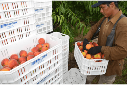 The FFVA is urging the passage of a bill that would give Florida growers some recourse in the event of seasonal dumping.