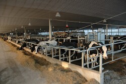 Dairy