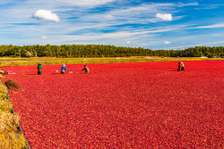 People working in cranberry bog in Massachusetts