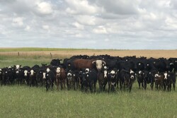 Spring calves