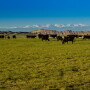 Saddle Horn Ranch