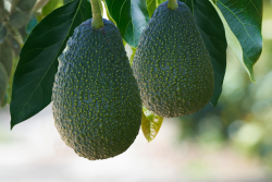 Index Fresh avocados
