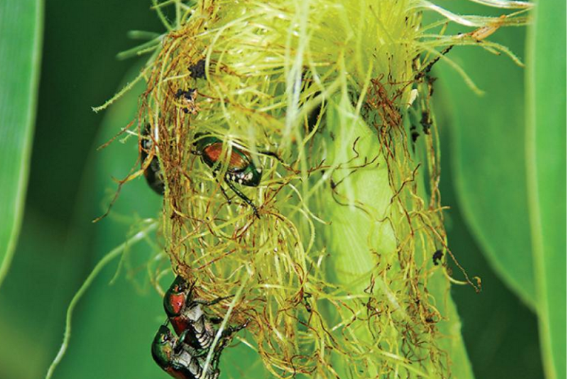 Japanese beetle populations are significant in some parts of the Corn Belt this year.