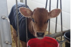  A team of Brazilian researchers recently conducted a study on the longer-term impact of colostrum on calves’ ability to tolerate cold and regulate their body temperatures.