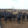 BT_Feedlot_Cattle_2