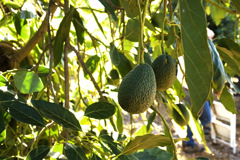 California fruit ripens on the tree. Despite wild fires, high winds and more, California's avocado industry expects to produce 374.6 million pounds of fruit this season.
