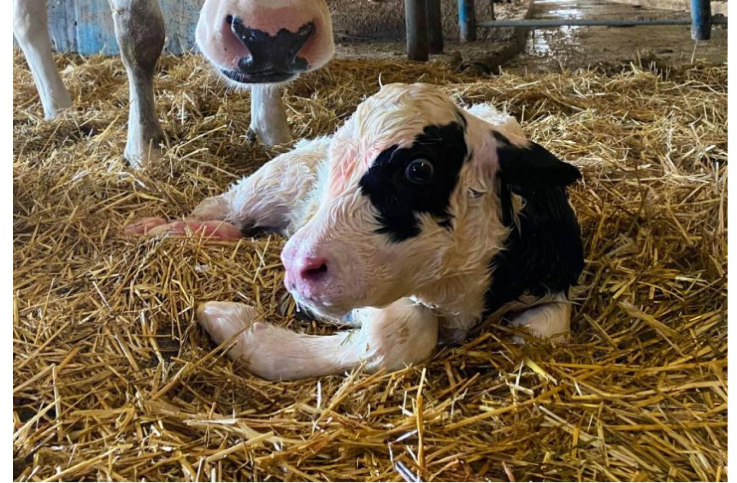 A protocol overhaul helped the team at Singing Brook Farms, Imler, Pa., up their game in colostrum delivery. Two of their key managers share how they now seamlessly deliver high-quality colostrum to every newborn calf.