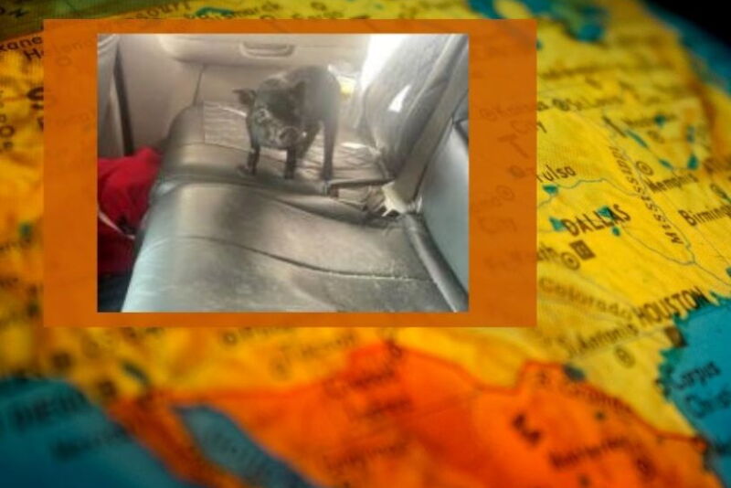 Pet Pig Gets Sent Back to Mexico
