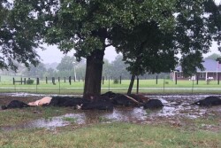 lightning_strike_cows_courtesy_Ashley_Anderson