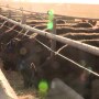 Feedlot UNL