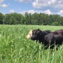 Grazing cattle