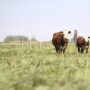 Hereford cow-calf.